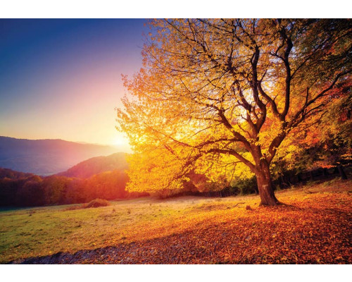 Fototapete einer Herbstlandschaft mit Bäumen und Blättern, warmen Farben.