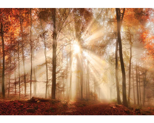 Sonnenstrahlen, die durch einen dichten Herbstwald scheinen, eingefangen auf einer Fototapete.