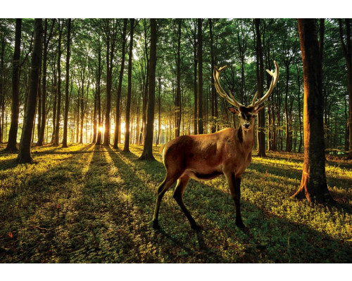 Fototapete eines Rehs in einem sonnigen Wald mit Bäumen und Tieren.