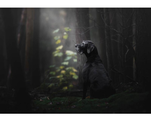 Fototapete eines Hundes im Wald, umgeben von Bäumen und Natur.
