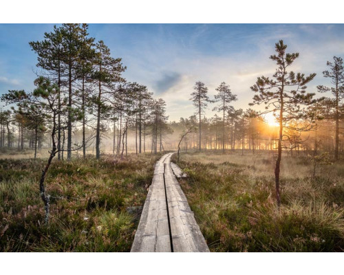 Fototapete mit einem Sonnenuntergang im Wald, mit einem Holzweg, der durch die Bäume führt, und einem Himmel, der sich wunderschön färbt.