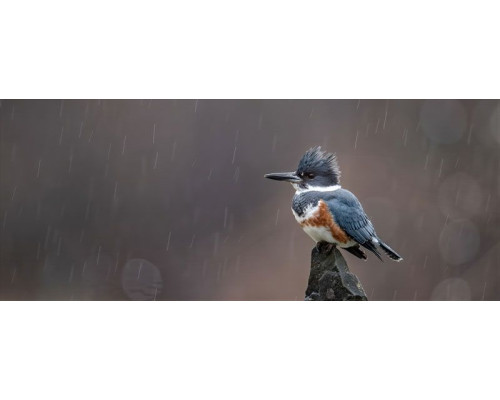 Fototapete eisvogel im regen mit einem farbenprächtigen eisvogel auf einem felsen während eines sanften regenschauers.