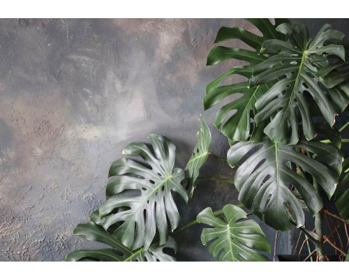 Dschungelblätter vor einer Betonwand auf dieser Fototapete, mit einer Mischung aus botanischen und industriellen Elementen.