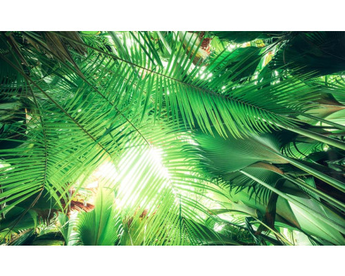 Dschungel Dach tropische Blätter Natur Fototapete, ideal für ein tropisches Zimmer.