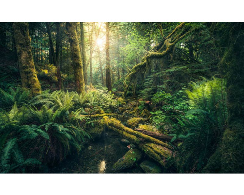Dschungel-Fototapete Vancouver-Inseln, perfekt für ein abenteuerliches Zimmer.