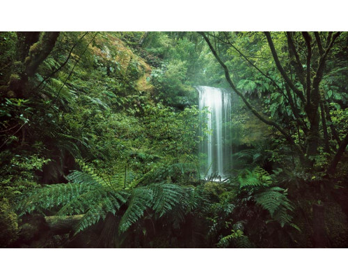 Ein tropischer Wasserfall inmitten des Dschungels - die Fototapete bringt die Schönheit der Natur und Ruhe in jeden Raum.