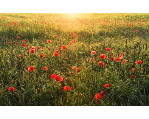 Mohnblumenfeld Fototapete mit Sonnenlicht.