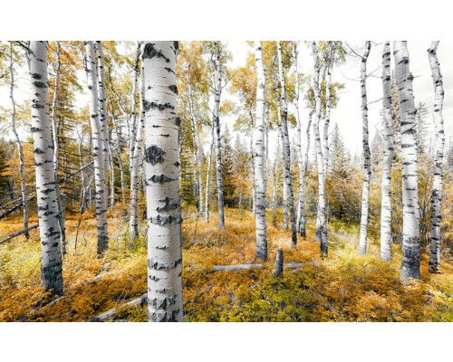 Farbenfrohe Waldbäume als Fototapete mit einer farbenfrohen Herbstansicht.