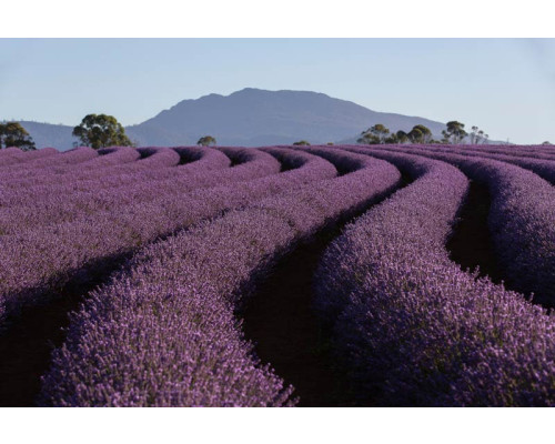 Lavendelfelder in den Bergen, wo duftende Blumen die Hänge bedecken, gerendert auf Fototapete.