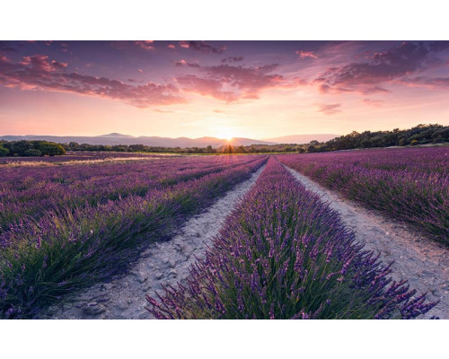 Lavendelblüten lila Feld Natur Fototapete, mit weiten Lavendelfeldern.