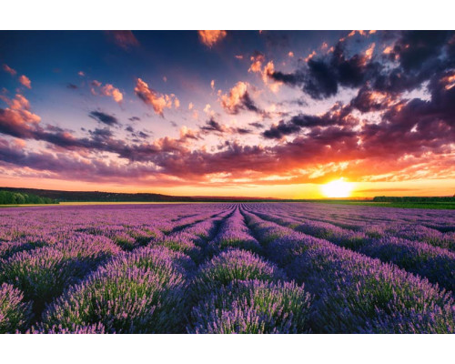 Lavendelfelder bei Sonnenuntergang, mit lila Blüten, die die weiten Landschaften füllen, abgebildet auf einer Fototapete.