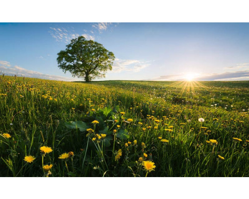 Frühling auf dem Lande, Sonnenuntergang Fototapete, mit einem warmen Abendlicht.