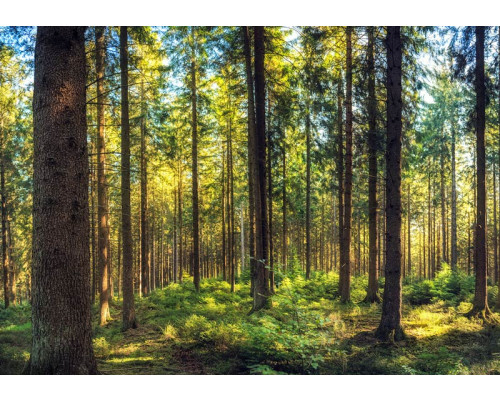 Fototapete mit warmen Sonnenstrahlen zwischen hohen Kiefern in einem ruhigen Wald.