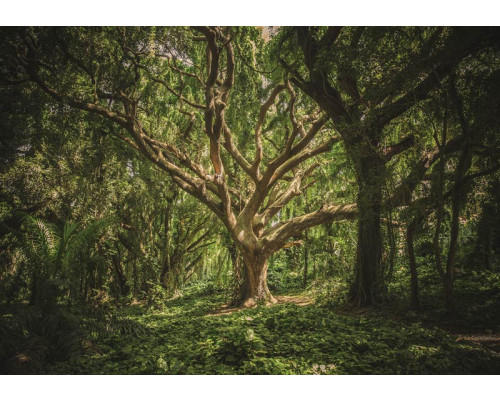 Fototapete eines magischen Baumes in einem Wald, mit einer märchenhaften Atmosphäre.