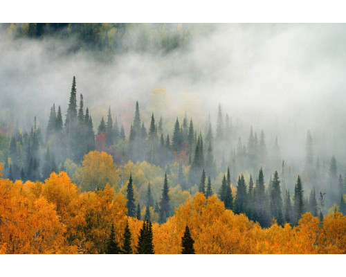 Nebel über einem Herbstwald mit bunten Blättern und hohen Bäumen auf dieser stimmungsvollen Fototapete.
