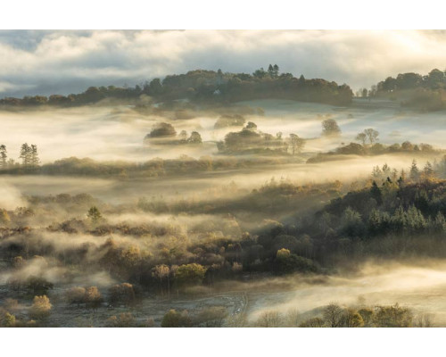 Fototapete einer nebligen Waldlandschaft, mit dichten Bäumen und einer ruhigen Naturkulisse.