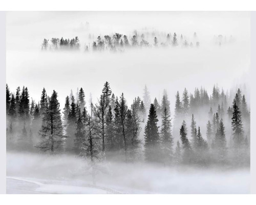 Fototapete Nebliger Morgen