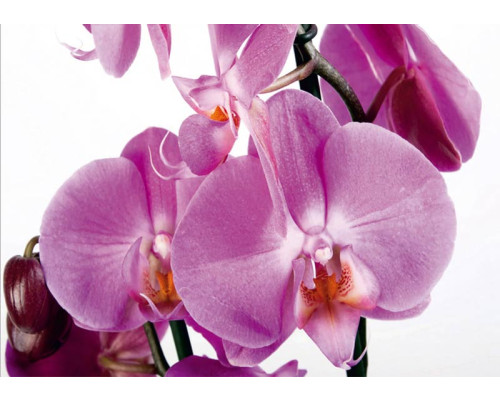 Fototapete Lila Orchidee