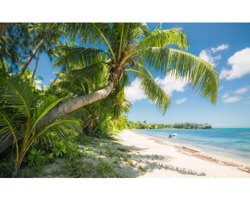Palmen auf den Fidschi-Inseln mit herrlichem Blick auf Sonne, Meer und Strand.