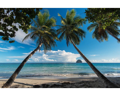 Fototapete mit Palmen an der Küste eines tropischen Strandes, mit klarem, blauem Wasser im Hintergrund.