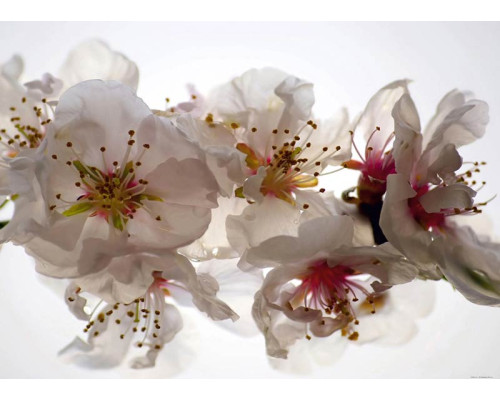 Fototapete Pflaumenblüten