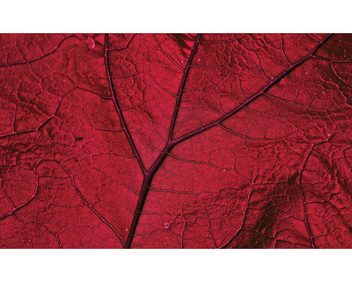 Rotes Blatt Fototapete, Natur und warme Töne kombiniert.