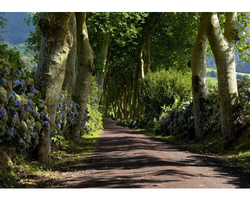 Fototapete Rustikaler Waldweg durch majestätische Bäume