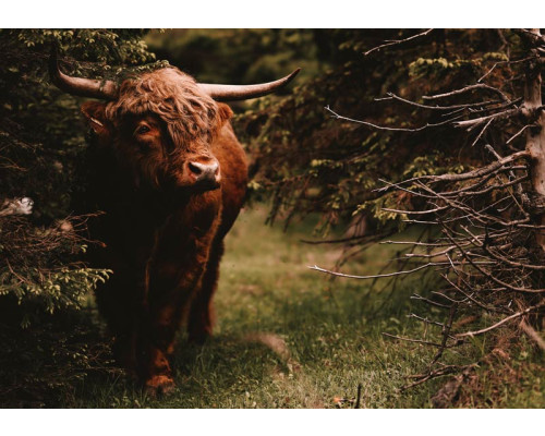 Ein schottischer Highlander im Wald auf dieser Fototapete, mit einer friedlichen und natürlichen Waldumgebung als Hintergrund.