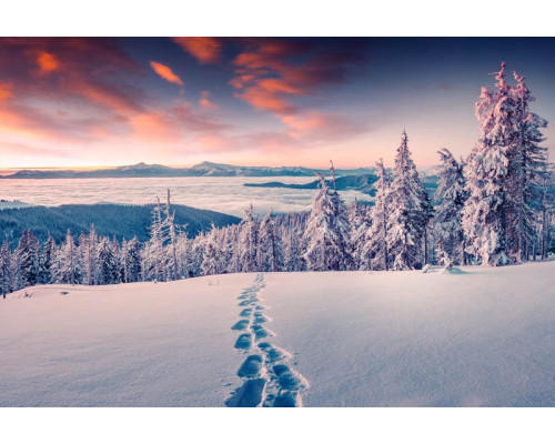 Fototapete von schneebedeckten Bergen mit Blick auf eine weite Waldlandschaft voller Bäume.