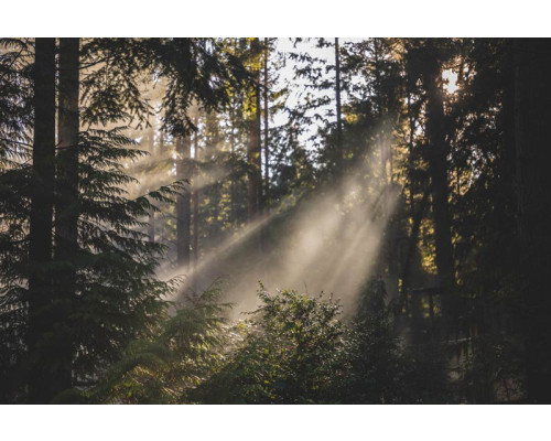 Fototapete einer strahlenden Waldlandschaft, wo die Sonne durch die Bäume scheint und die Natur in voller Blüte steht.