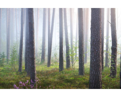 Fototapete eines verborgenen Waldes im Nebel, wo Bäume und Natur in einen mystischen Nebel gehüllt sind.