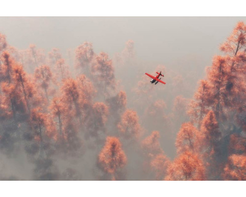 Fototapete eines Flugzeugs, das über einen nebligen Kiefernwald fliegt, dessen Bäume mit Tau bedeckt sind.