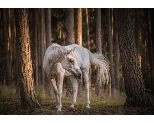 Fototapete eines weißen Pferdes in einem Wald, natürlich und ruhig.