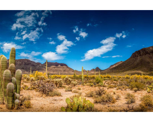 Fototapete einer Wüstenlandschaft mit Kakteen, vor einem Hintergrund von klarem Himmel und Sanddünen.
