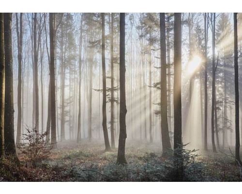 Fototapete mit Sonnenstrahlen, die durch Bäume in einem Wald scheinen, beruhigendes Naturthema.