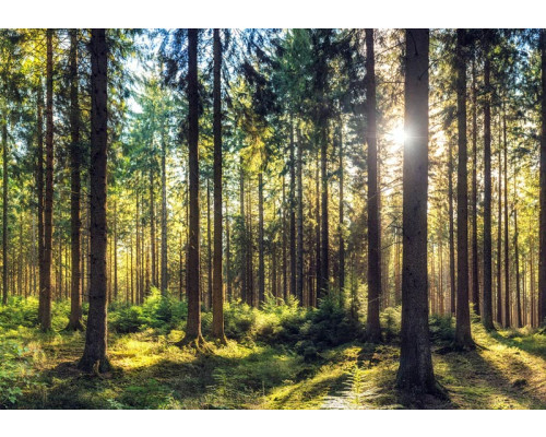 Fototapete mit Sonnenstrahlen, die durch einen dichten Kiefernwald scheinen.