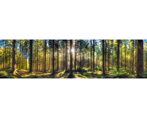 Tapete mit einem sonnigen Waldpanorama, hohen Kiefern und warmen Sonnenstrahlen zwischen den Bäumen.