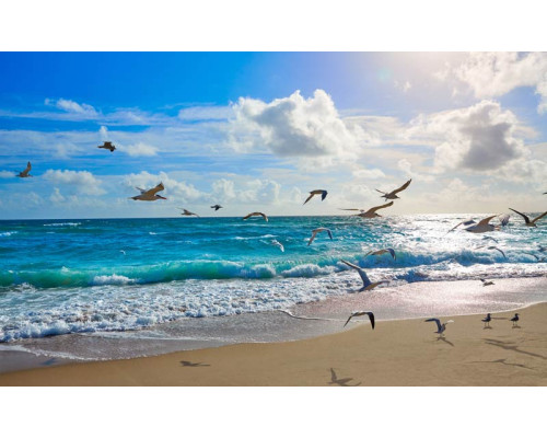Fototapete von sonnigen Wellen, die den Strand erreichen, mit Möwen, die am Himmel über dem Meer aufsteigen.