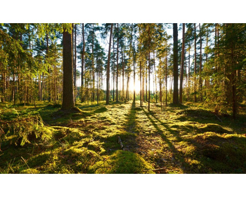 Fototapete mit einem Sonnenaufgang im Wald, bei dem die Sonnenstrahlen durch die Bäume brechen und die Landschaft beleuchten.