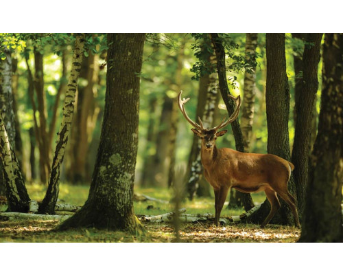 Fototapete eines Rehs in einem Wald, Bäume und Rentiere, Natur Thema.