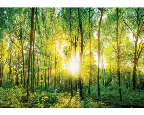 Sonnige Waldfototapete mit dichten Bäumen und goldenen Sonnenstrahlen, die durch das Blätterdach scheinen.