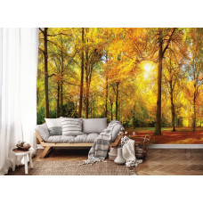 Fototapete eines sonnigen Waldes mit Bäumen im Wohnzimmer.