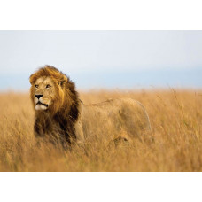 Fototapete mit einem kraftvollen Löwen in naturgetreuen Farben, imposant und detailreich.