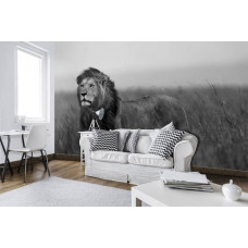 Eine Fototapete mit einem Schwarz-Weiß-Bild eines Löwen, geeignet für ein modernes Büro.