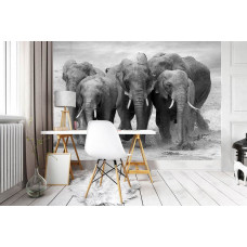 Eine Fototapete mit einer Elefantenfamilie in einer afrikanischen Savanne, ideal für ein Büro.