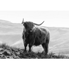 Schwarz-Weiß-Fototapete mit einem schottischen Hochlandbewohner in den Bergen, mit wilden Bisons im Hintergrund, in einer rustikalen Naturlandschaft.