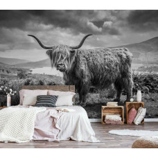 Eine Schwarz-Weiß-Fototapete mit einem schottischen Hochlandbewohner in einer Berglandschaft, perfekt für ein Schlafzimmer.