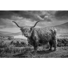 Schwarz-Weiß-Fototapete mit einem schottischen Hochlandbewohner in einer Berglandschaft, mit atemberaubender Aussicht auf die Natur.