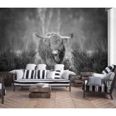 Eine Schwarz-Weiß-Fototapete mit einem Highland Cattle auf einer Heide, perfekt für ein Wohnzimmer.