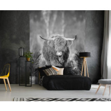 Eine Schwarz-Weiß-Fototapete mit einem Highland Cattle auf einer Heide, speziell für ein Schlafzimmer.